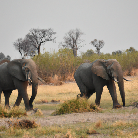 Botswana e Namibia